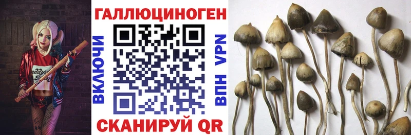 Купить закладки Нерехта Псилоцибиновые грибы MAGIC MUSHROOMS